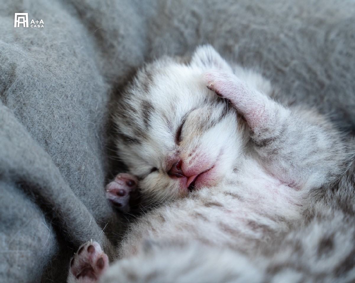 貓抓布沙發ptt貓奴網友都有的疑問: